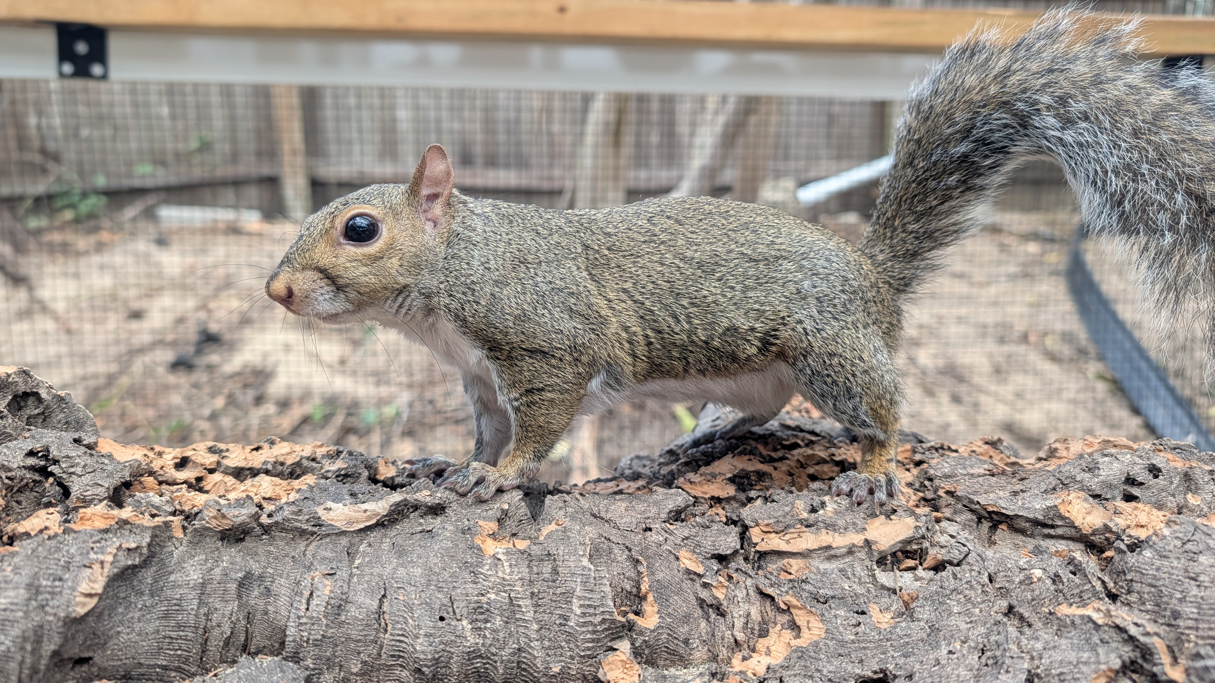 Squirrel outdoors beside a tree