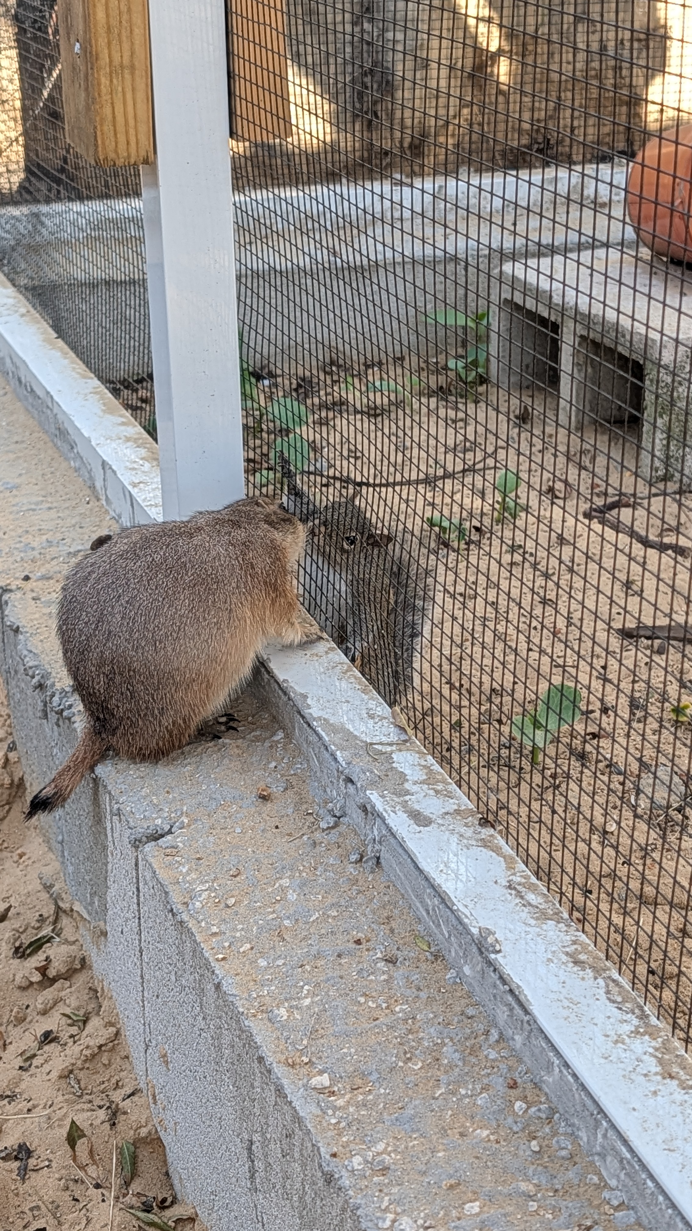 Prairie-dog enclosure context