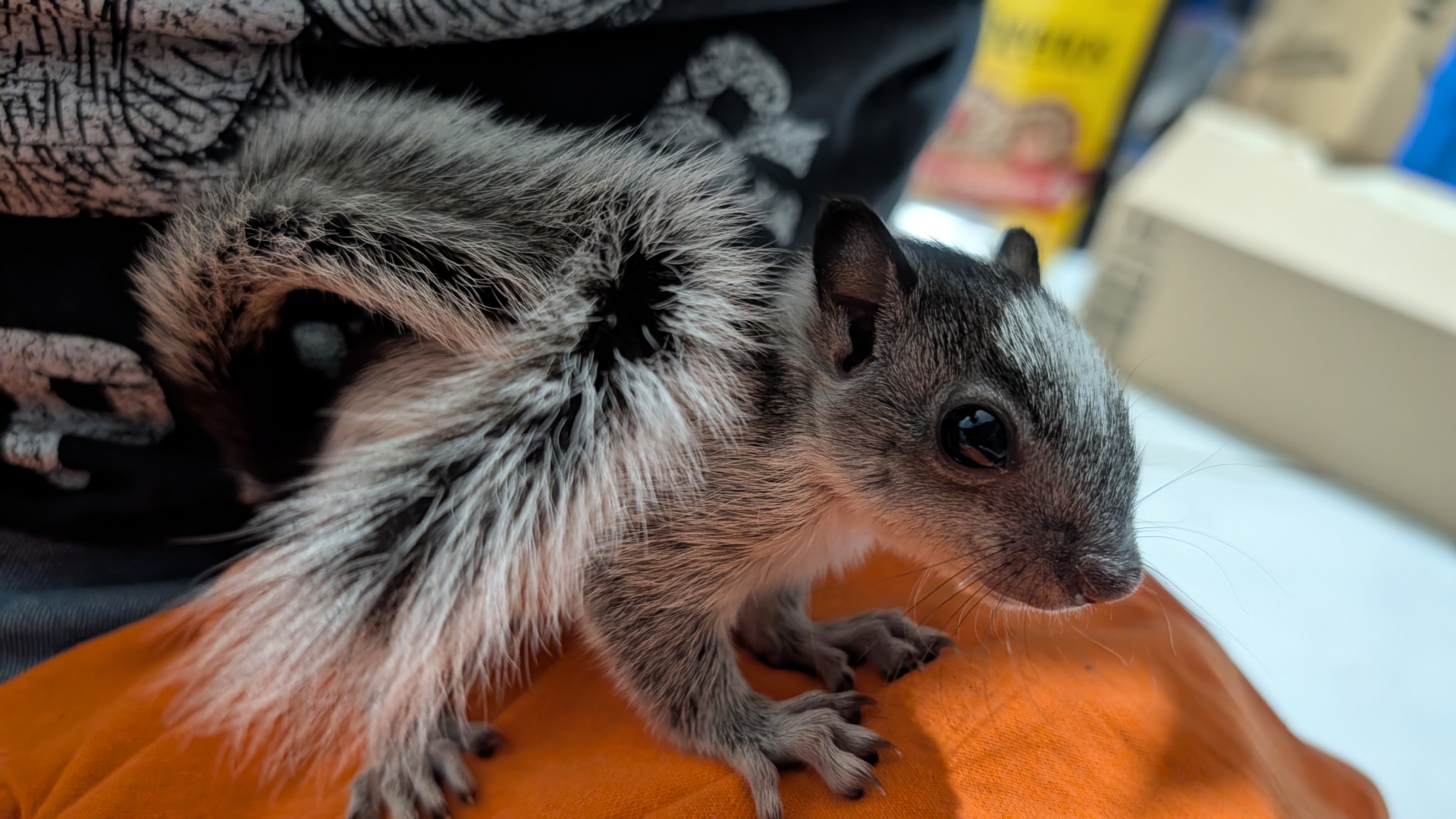 Penny, one of the squirrels featured on SQRLFather