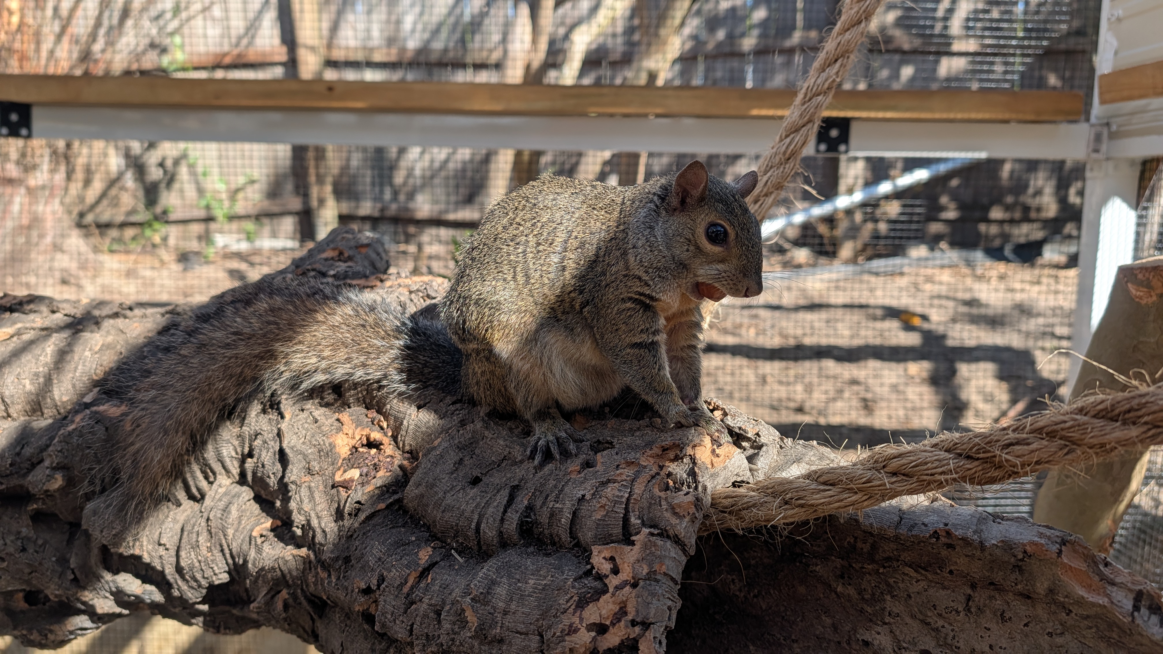 Tree squirrel close reference