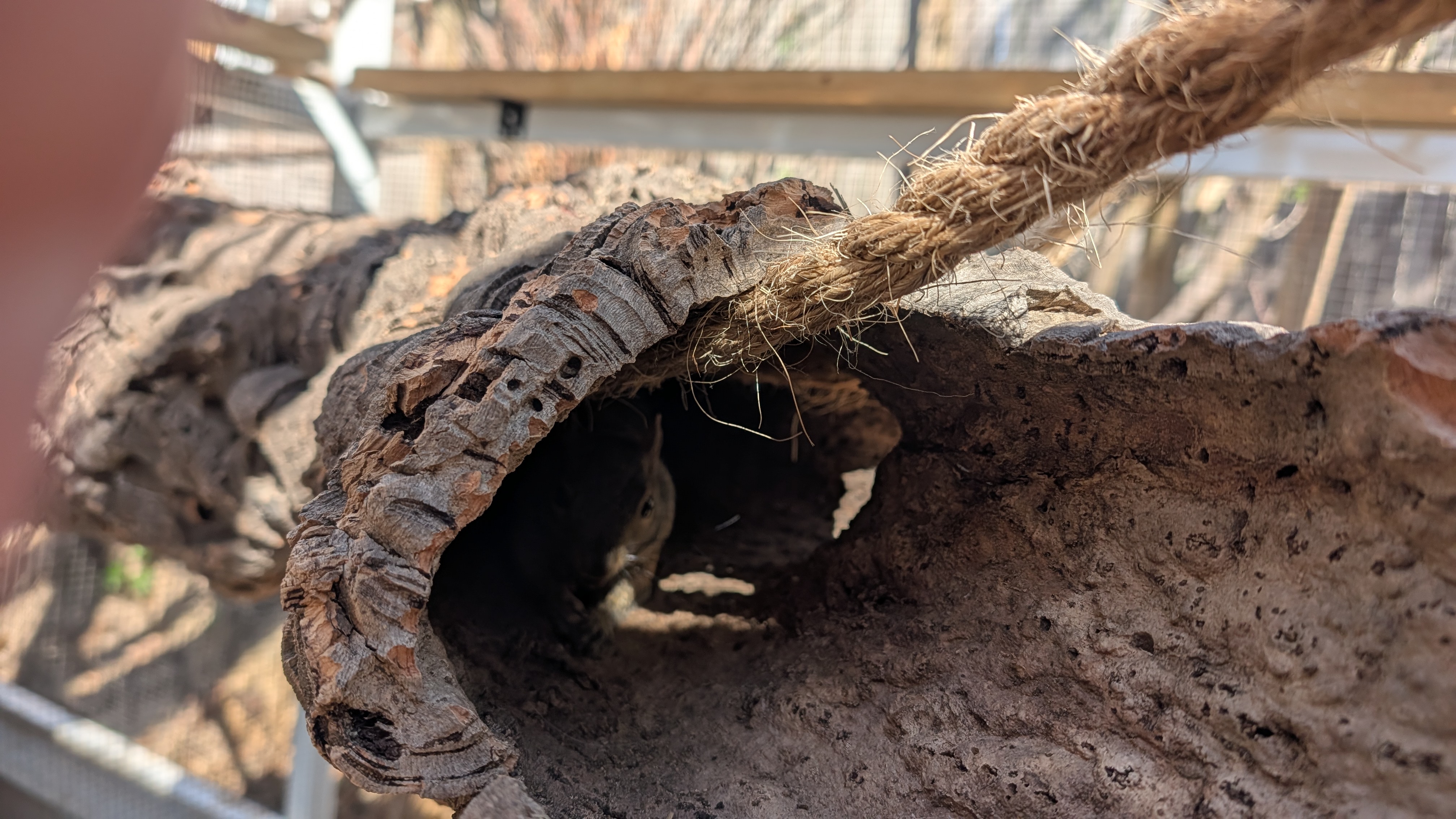 Hollow-log enrichment