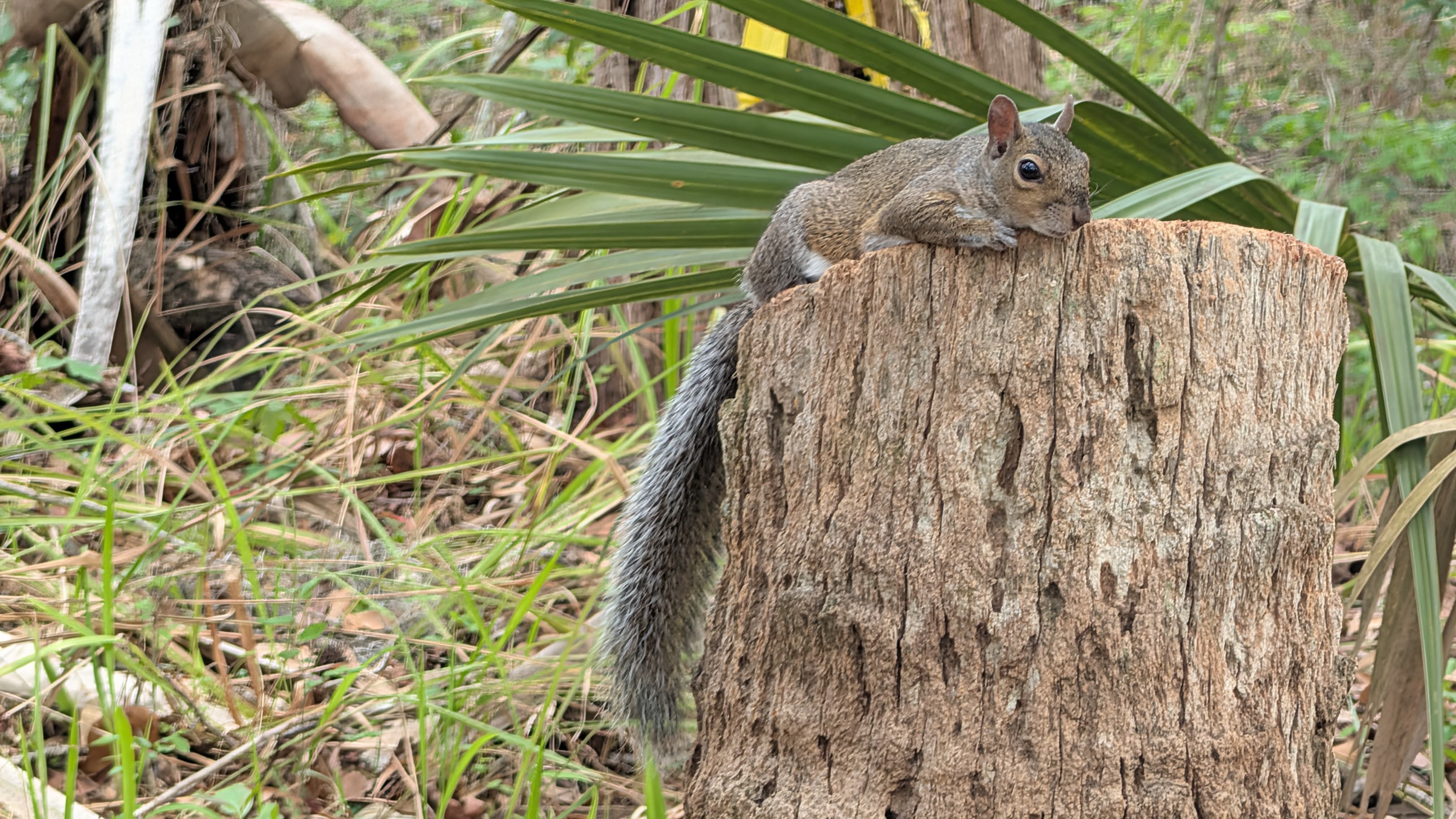 Wild tree-squirrel context