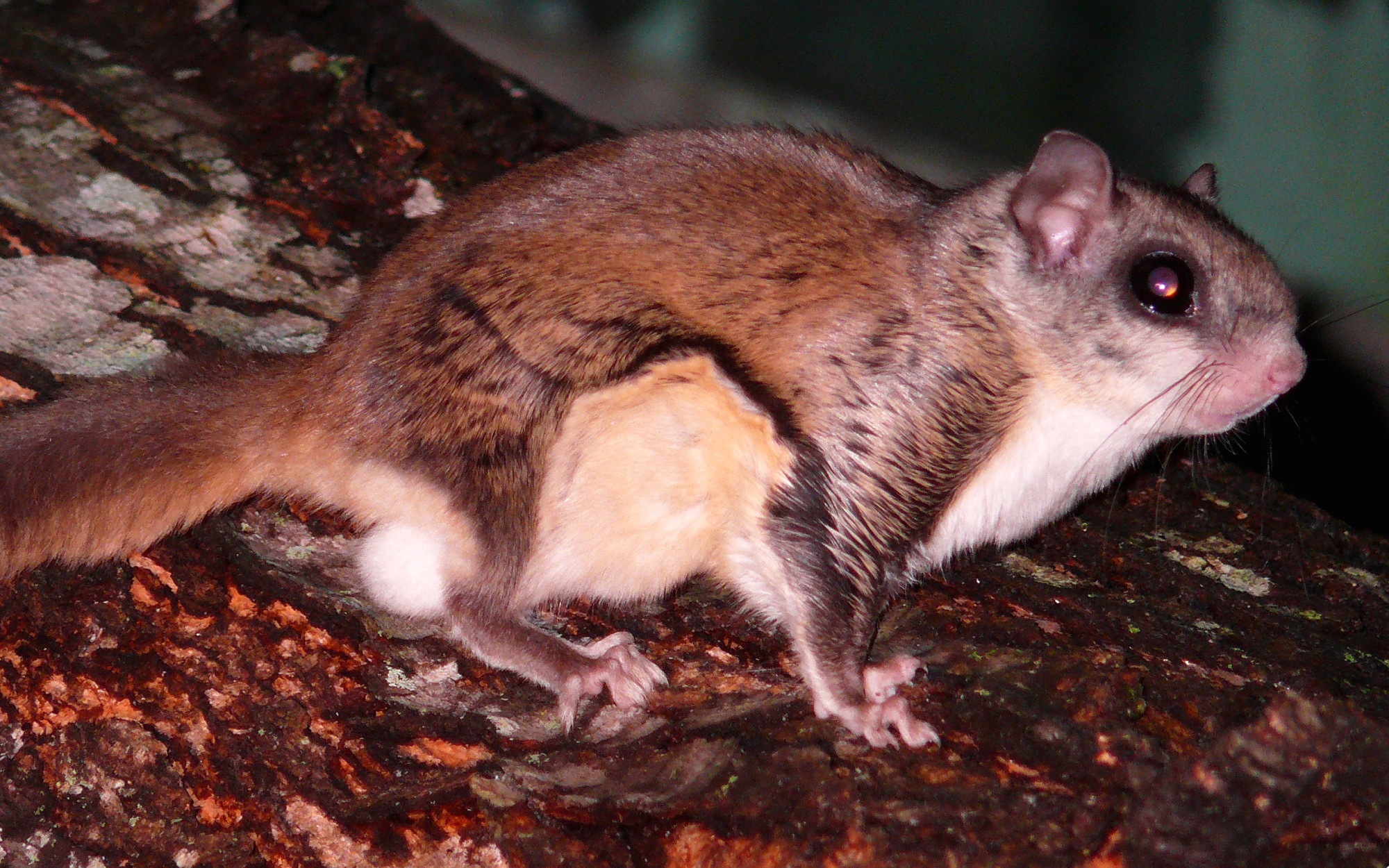 Southern flying squirrel