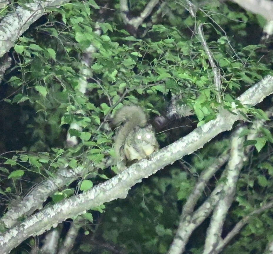Northern Chinese Flying Squirrel — related flying squirrel visual context