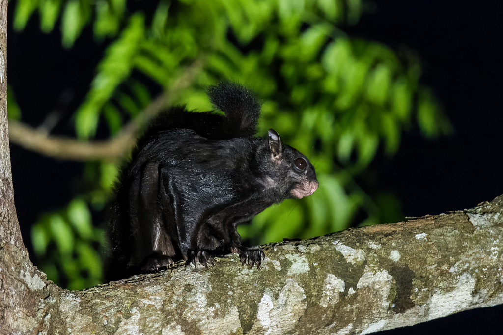 Black Flying Squirrel