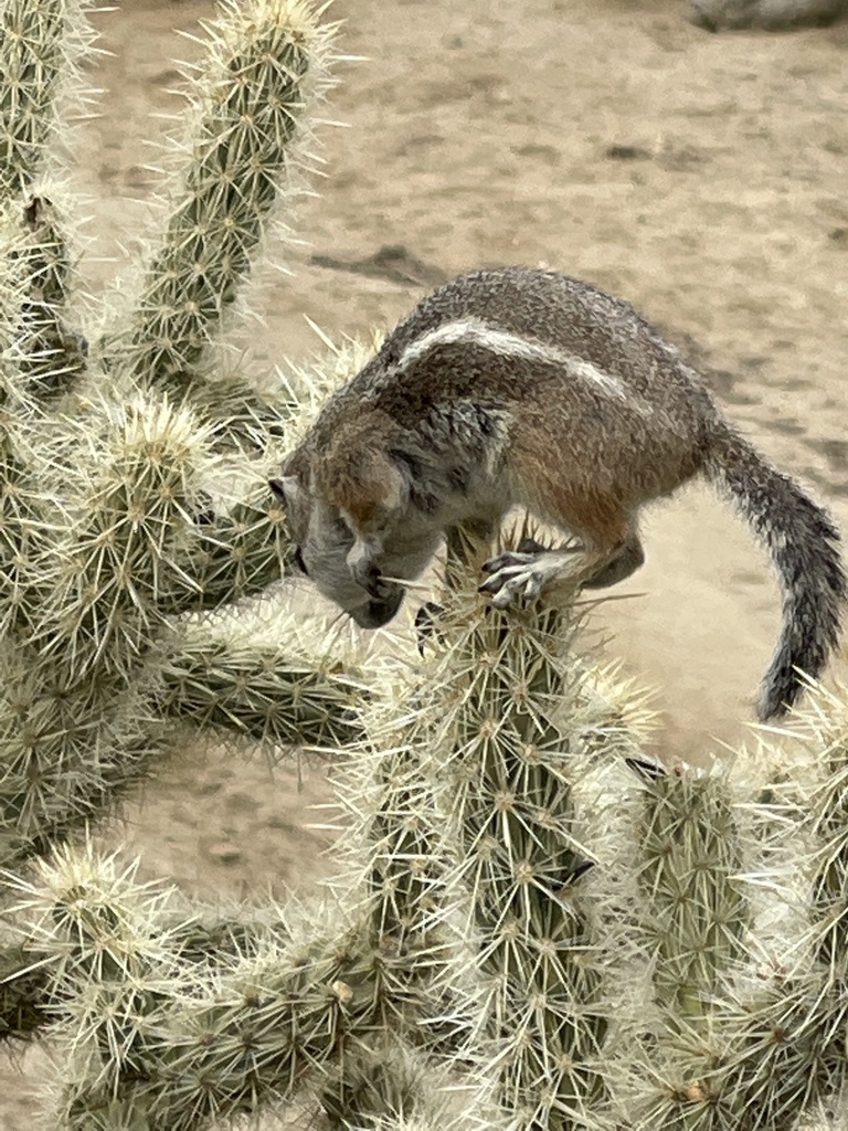 White-tailed Antelope Squirrel