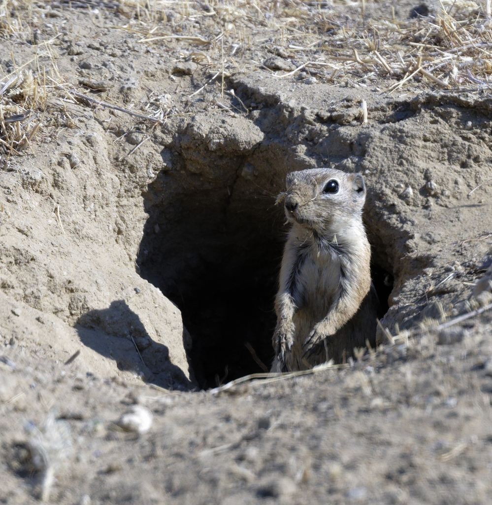 Nelson’s Antelope Squirrel