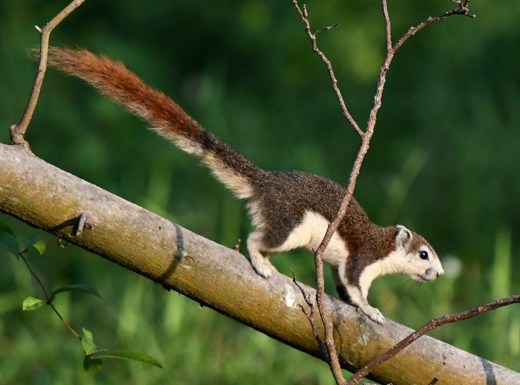Finlayson’s Squirrel