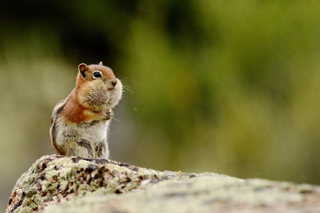Golden-mantled Ground Squirrel