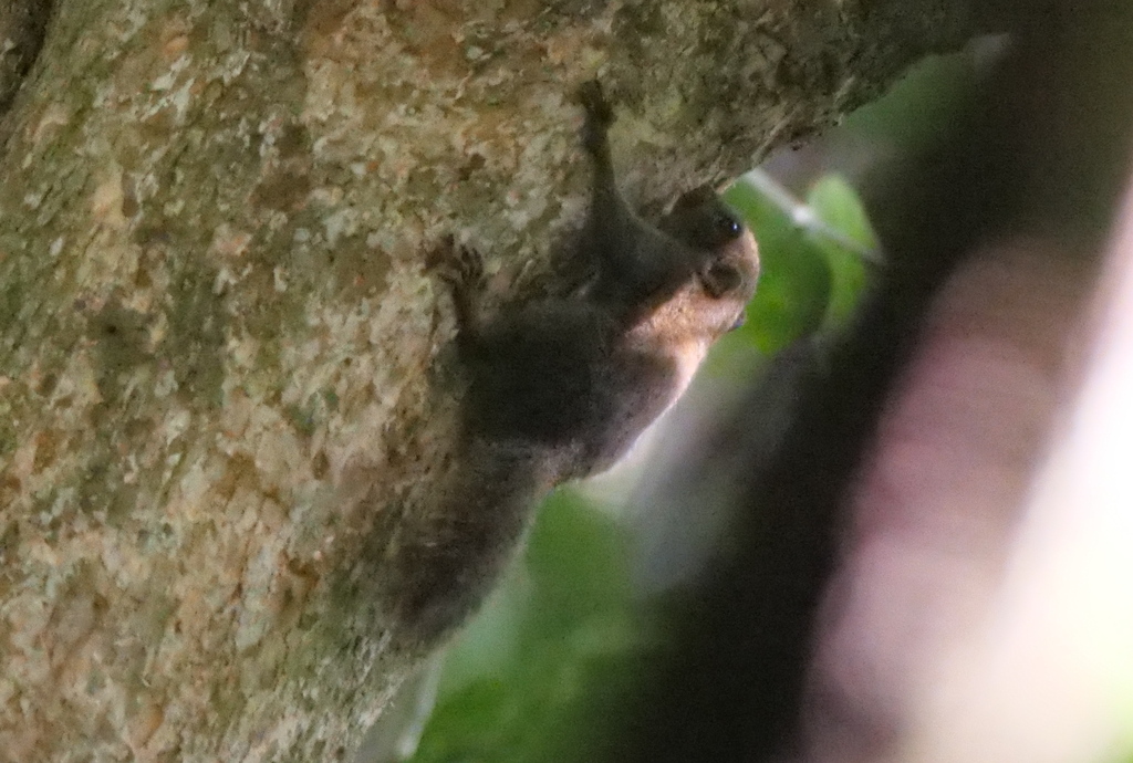 Philippine Pygmy Squirrel — related tree squirrel visual context