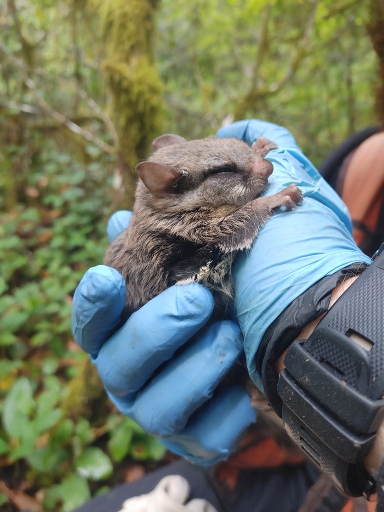 Humboldt flying squirrel