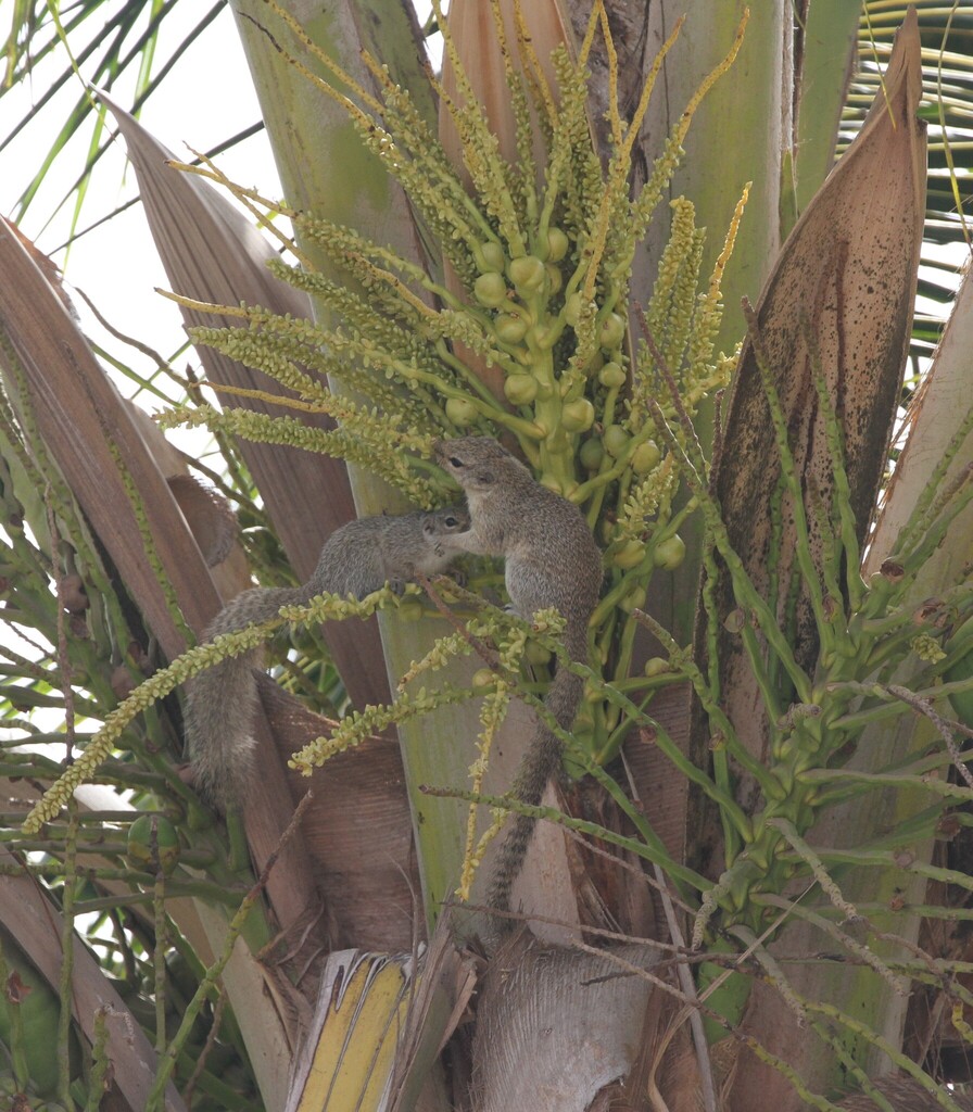 Gambian Sun Squirrel