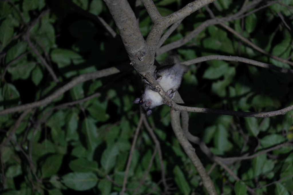 Indochinese Flying Squirrel