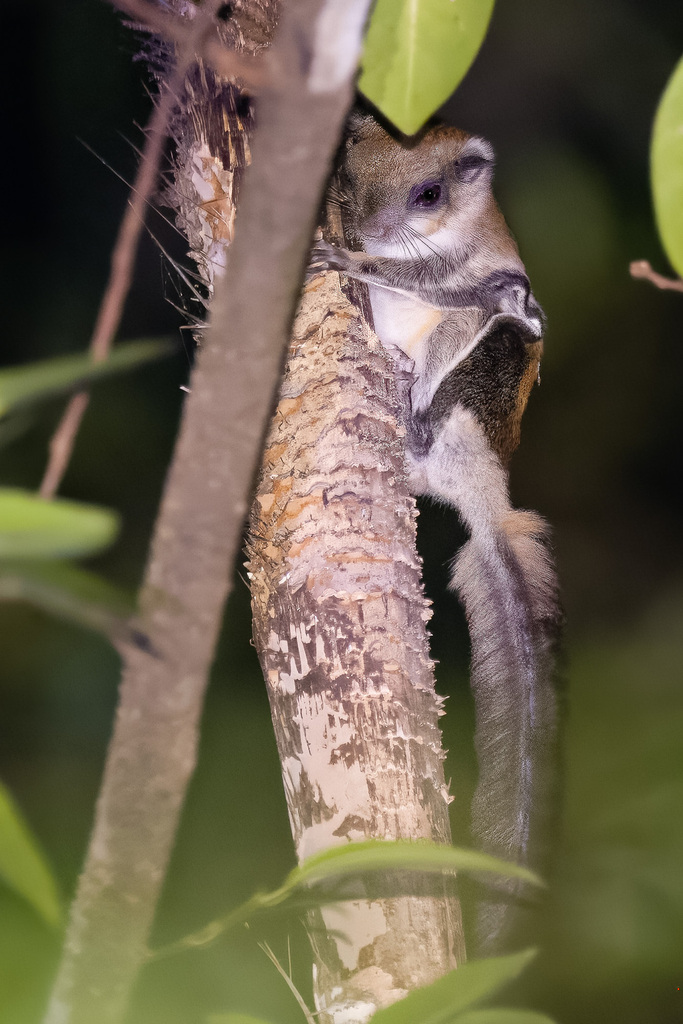 Gray-cheeked Flying Squirrel
