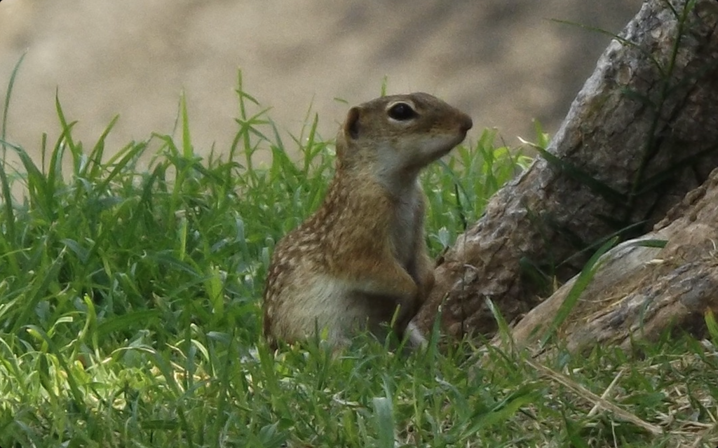 Mexican Ground Squirrel