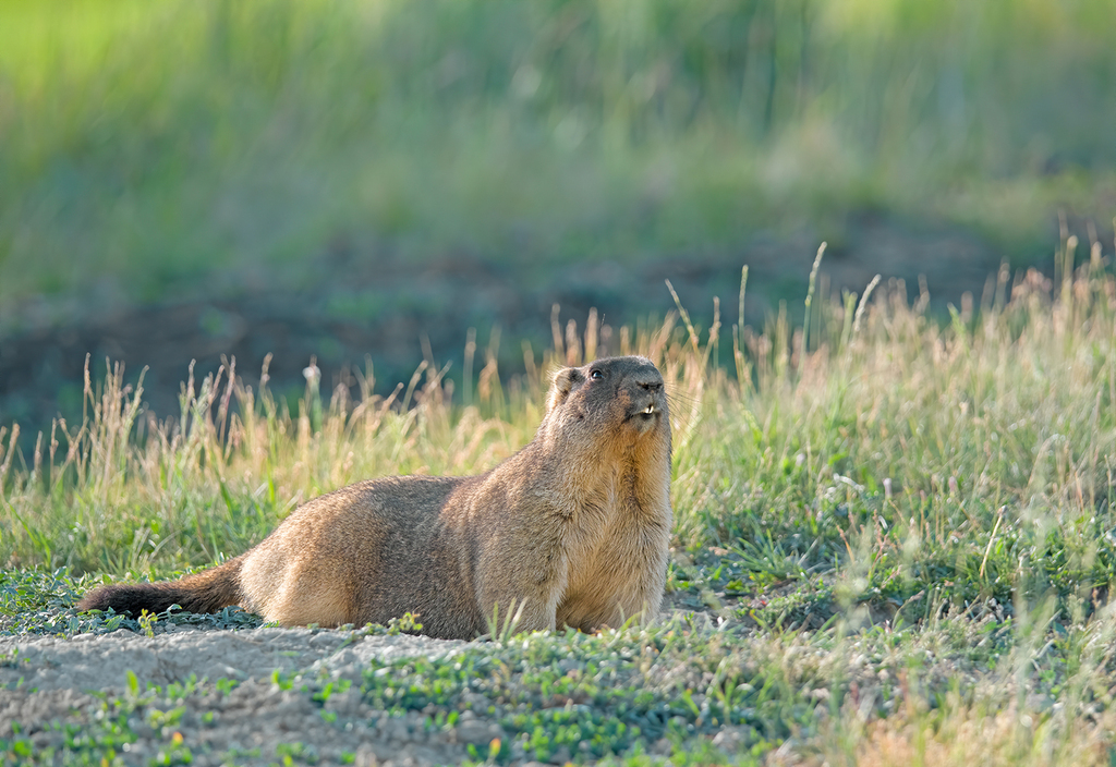 Bobak Marmot