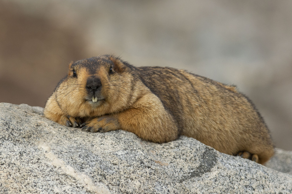 Himalayan Marmot — related ground squirrel visual context