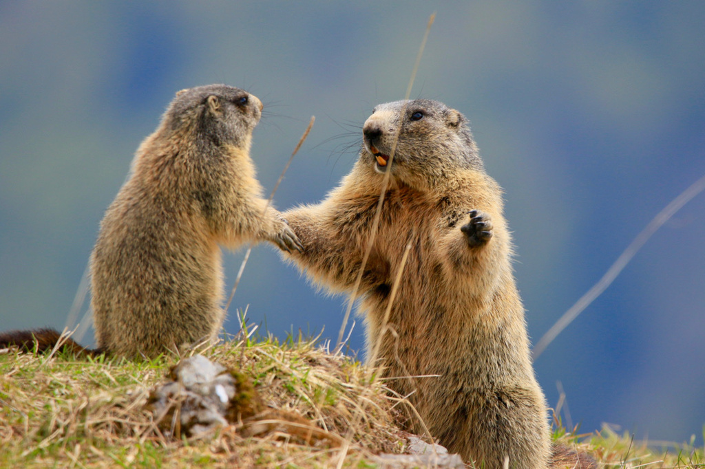 Alpine Marmot — related ground squirrel visual context