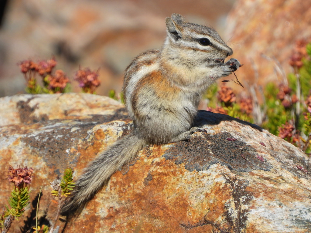 Alpine Chipmunk