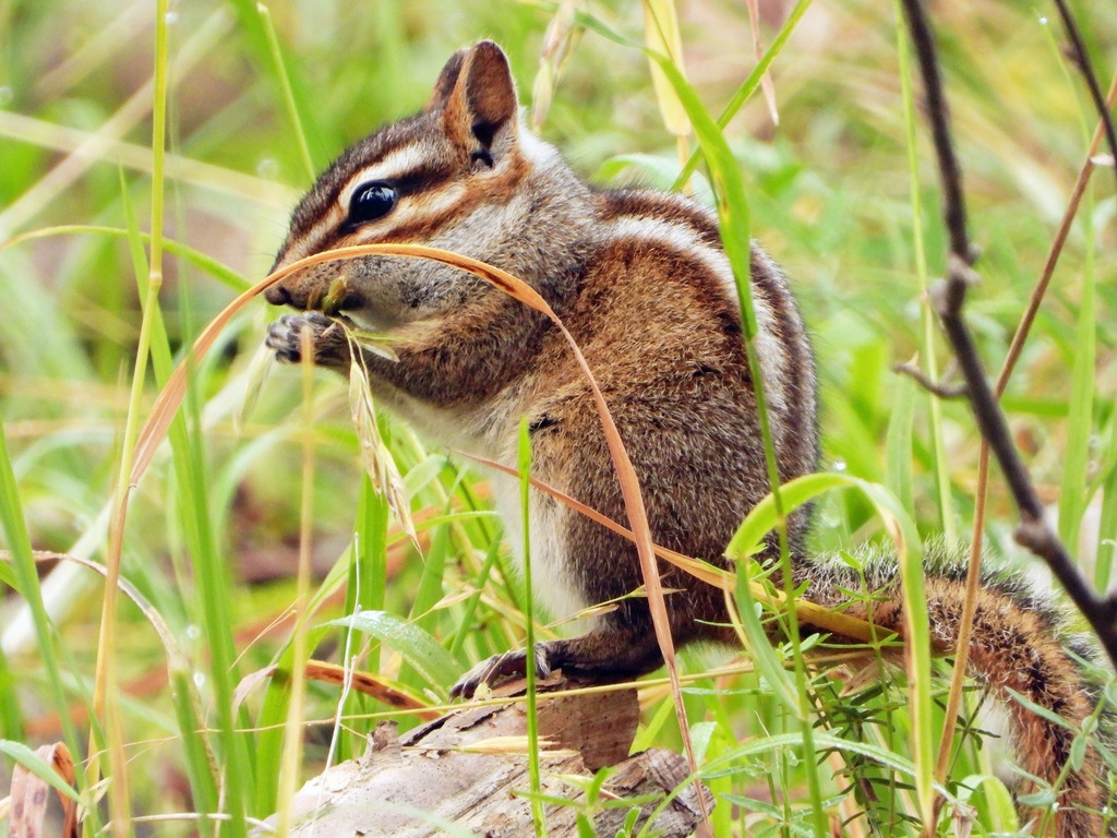 Gray-footed Chipmunk