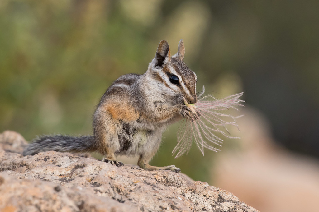 Cliff Chipmunk