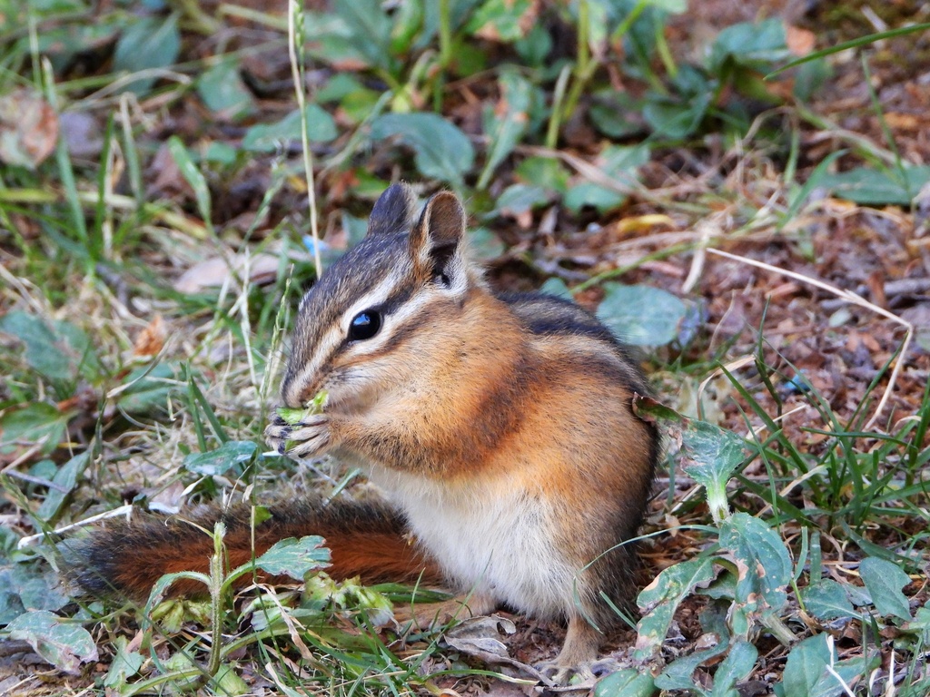 Red-tailed Chipmunk