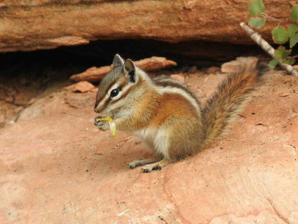 Uinta Chipmunk