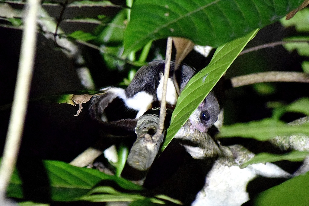 Temminck’s Flying Squirrel — related flying squirrel visual context