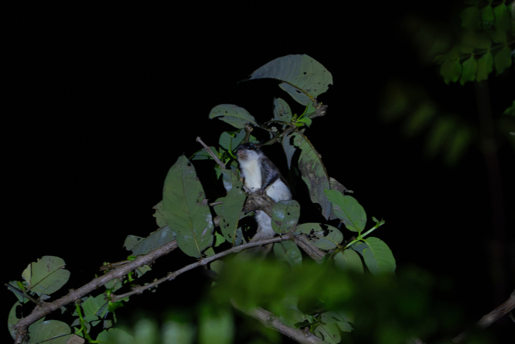 Himalayan Large-eared Flying Squirrel — related flying squirrel visual context