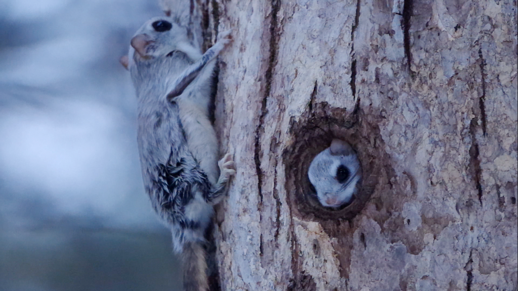 Japanese Flying Squirrel — related flying squirrel visual context