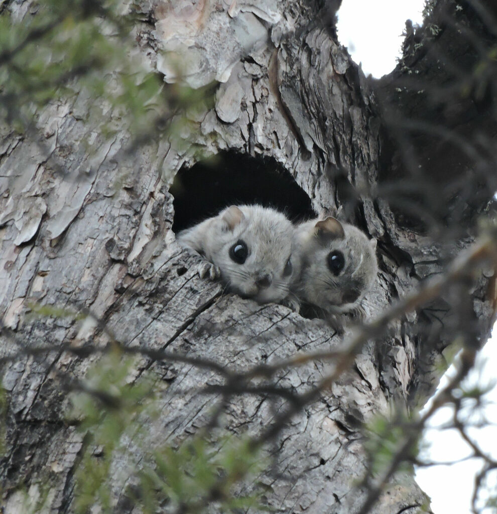 Siberian Flying Squirrel — related flying squirrel visual context