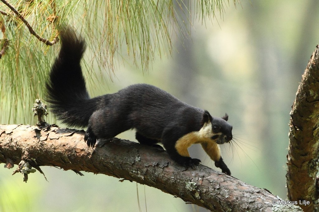 Black Giant Squirrel