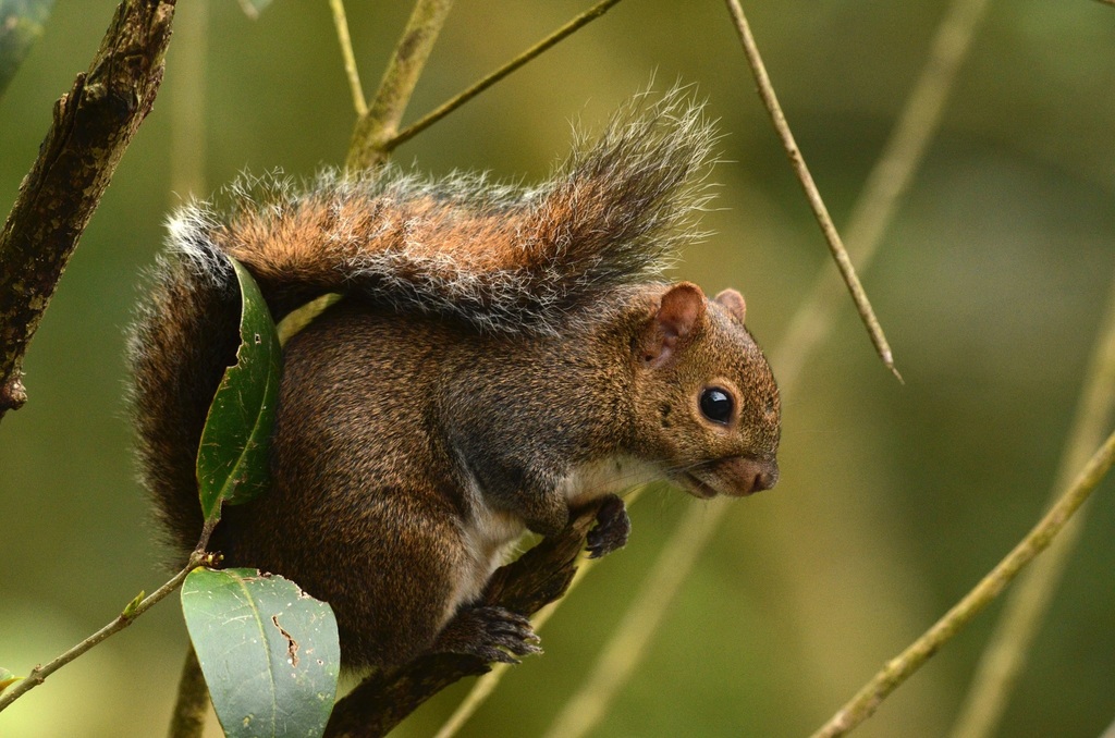 Deppe’s Squirrel