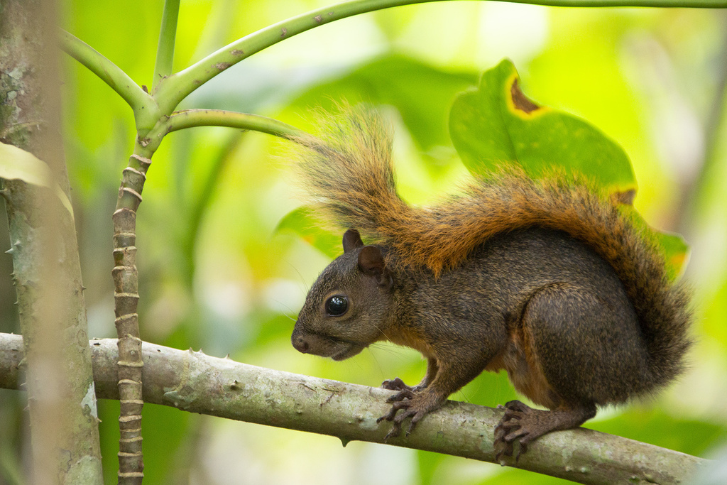 Red-tailed squirrel