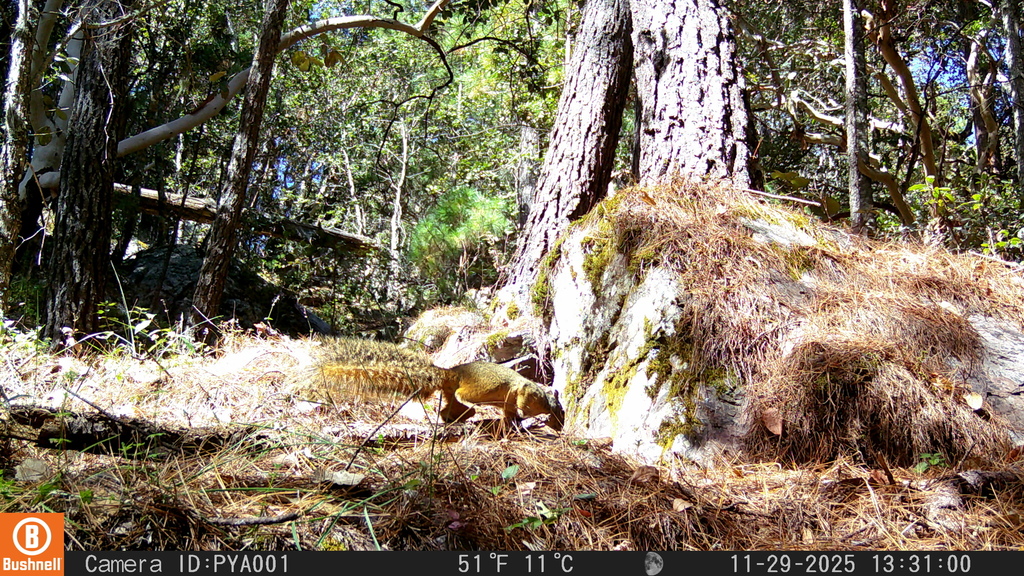 Mexican Fox Squirrel
