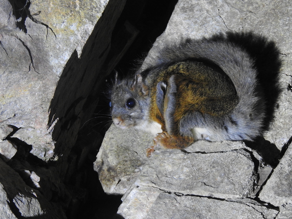 Complex-toothed Flying Squirrel — related flying squirrel visual context