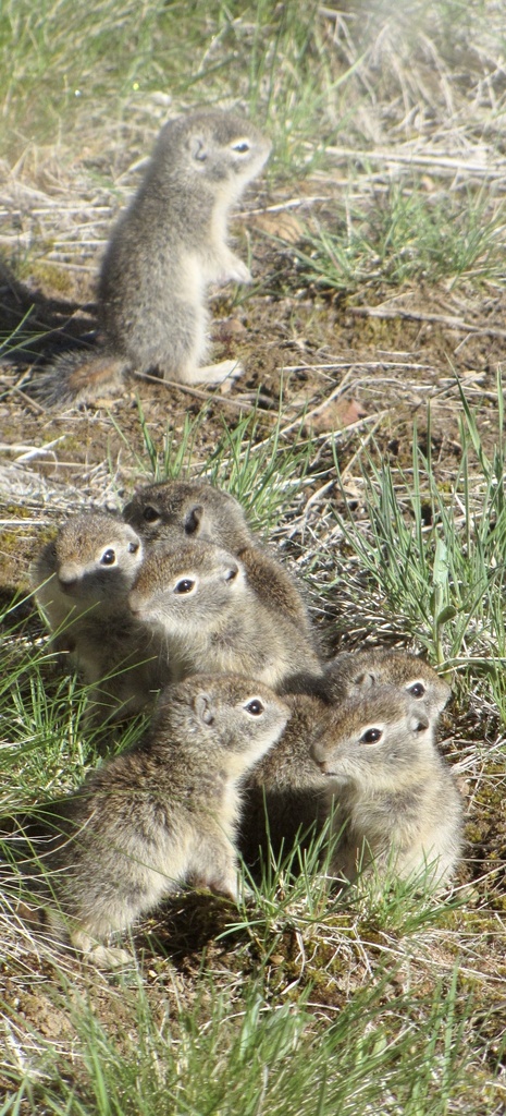 Belding’s Ground Squirrel