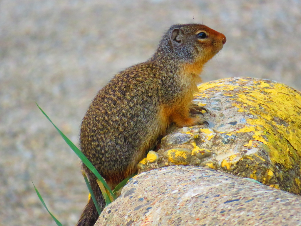 Columbian Ground Squirrel